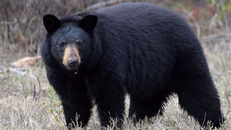 Black bear sighted in Georgetown safely tranquillized